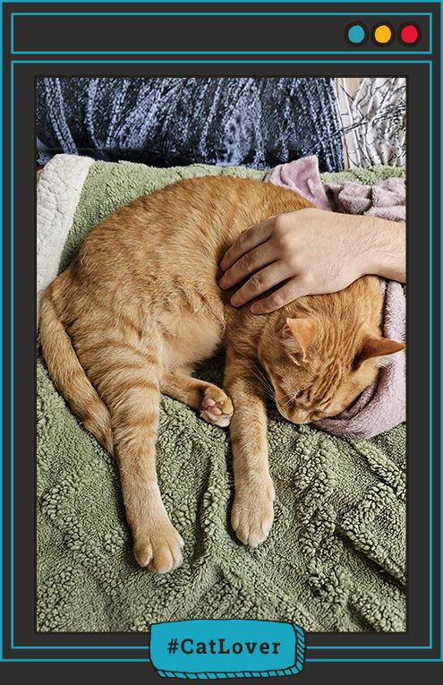  por qué roncan los gatos